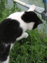 逃したカエルを探す猫